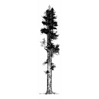 Giant Redwood | 15" x 56" | Wood Block Print